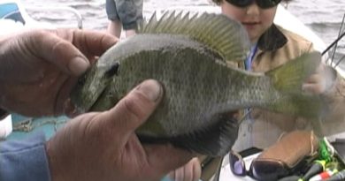 Fishing for Bluegill